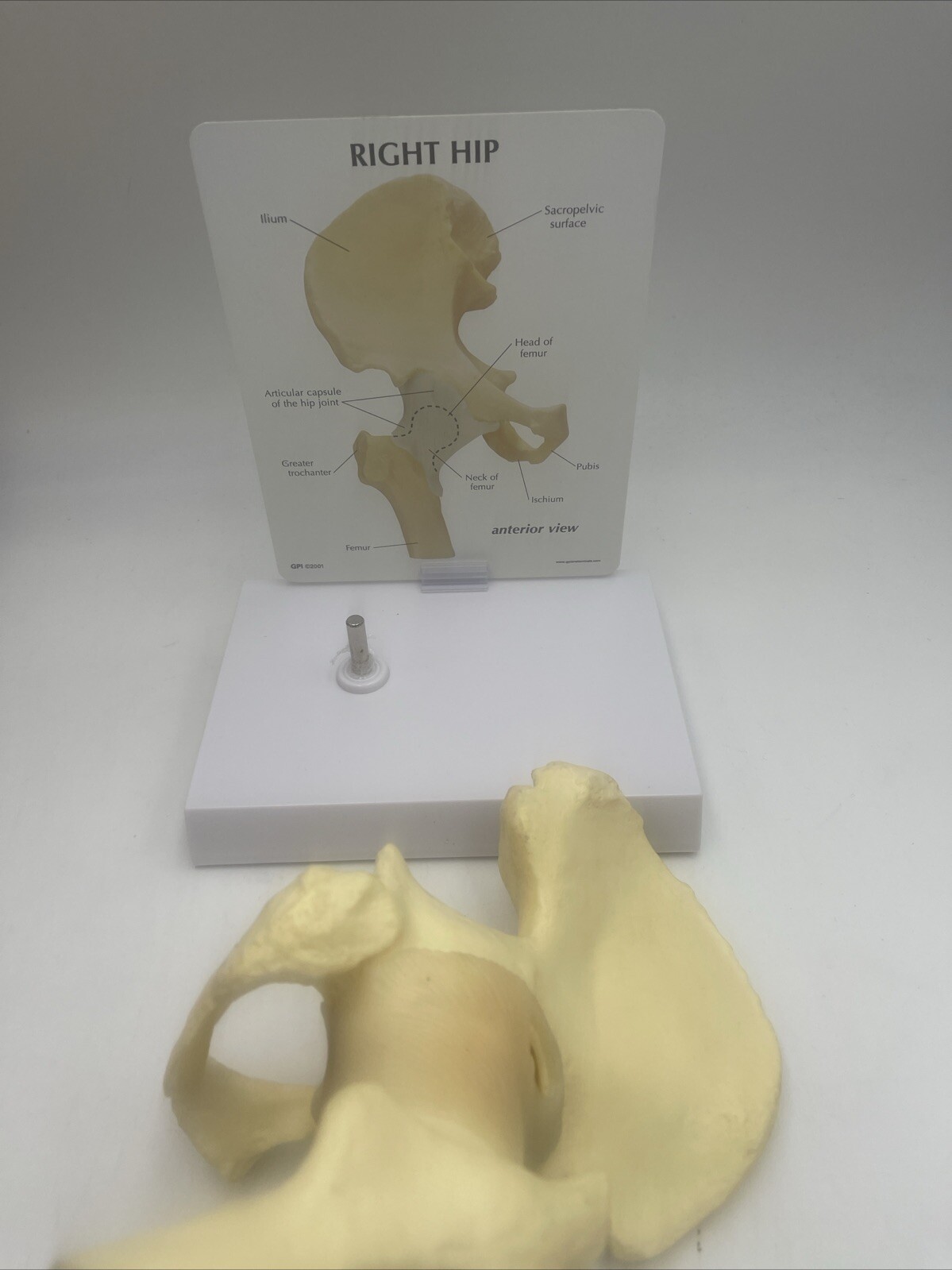 GPI Flexible Hip Model – Model #1260 Anatomical Model