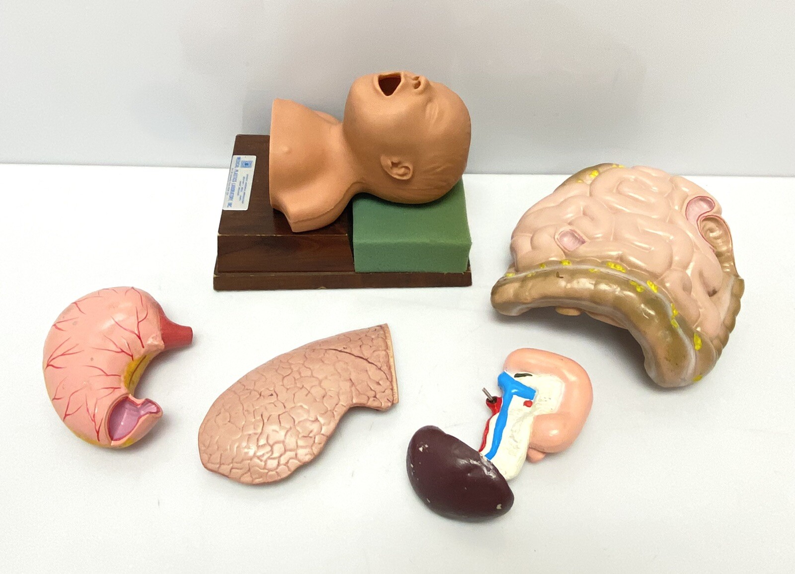 Lot of 5 Medical Plastics Laboratory Parts – Baby Soft Spot, Intestines, Kidney