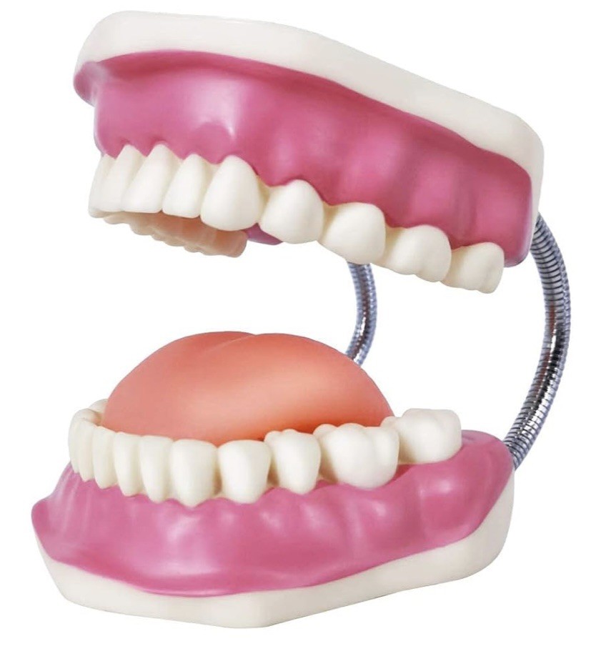 EVOTECH SCIENTIFIC Dental Teeth Care Model, W/Giant Toothbrush teaching tool