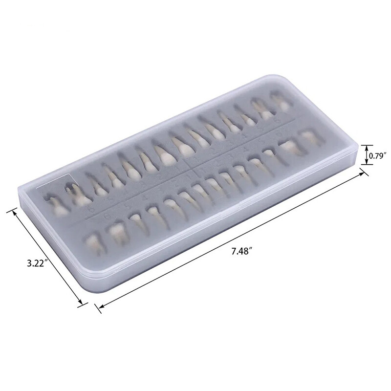 Dental Plastic Teeth Highly Reproducible Carton 1: 1 Permanent Teeth Demonstra