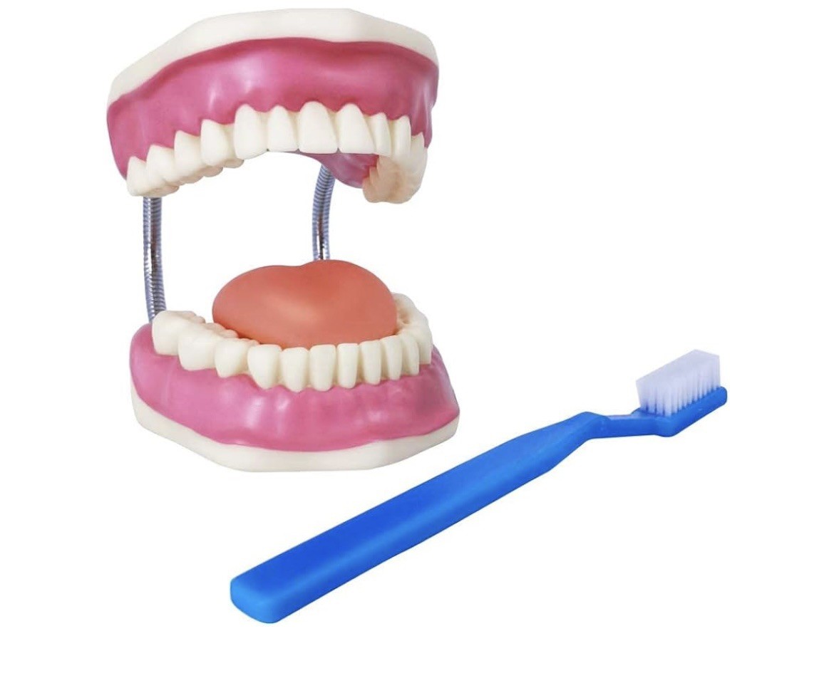 EVOTECH SCIENTIFIC Dental Teeth Care Model, W/Giant Toothbrush teaching tool