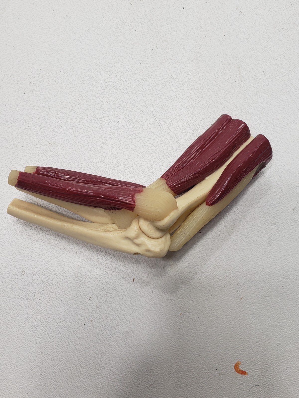 GPI Anatomical Mini Muscled Joint Set Model 1900 Hip Knee Elbow Shoulder