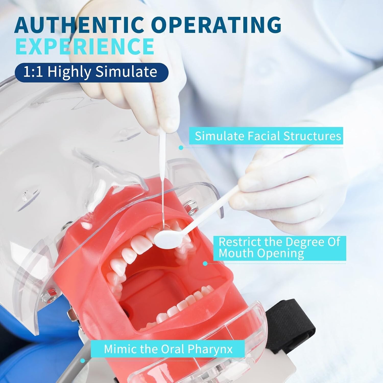 Dental Simulator Mannequin Head Teeth Model Teaching Practicing Head Mold desk