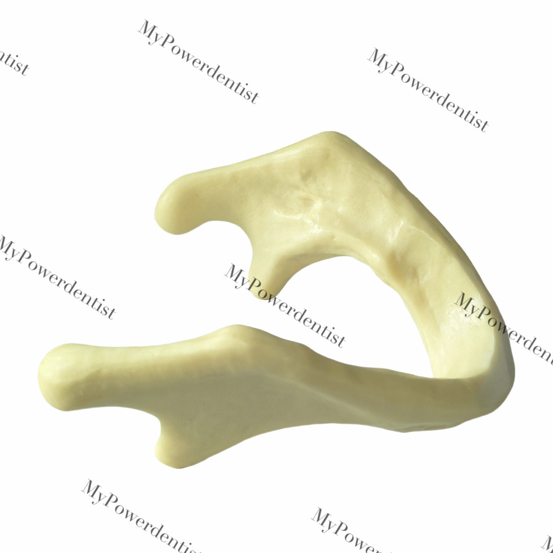Dental Embed Mandible Jaw Model for Basic Drilling Insertion Practice M2022