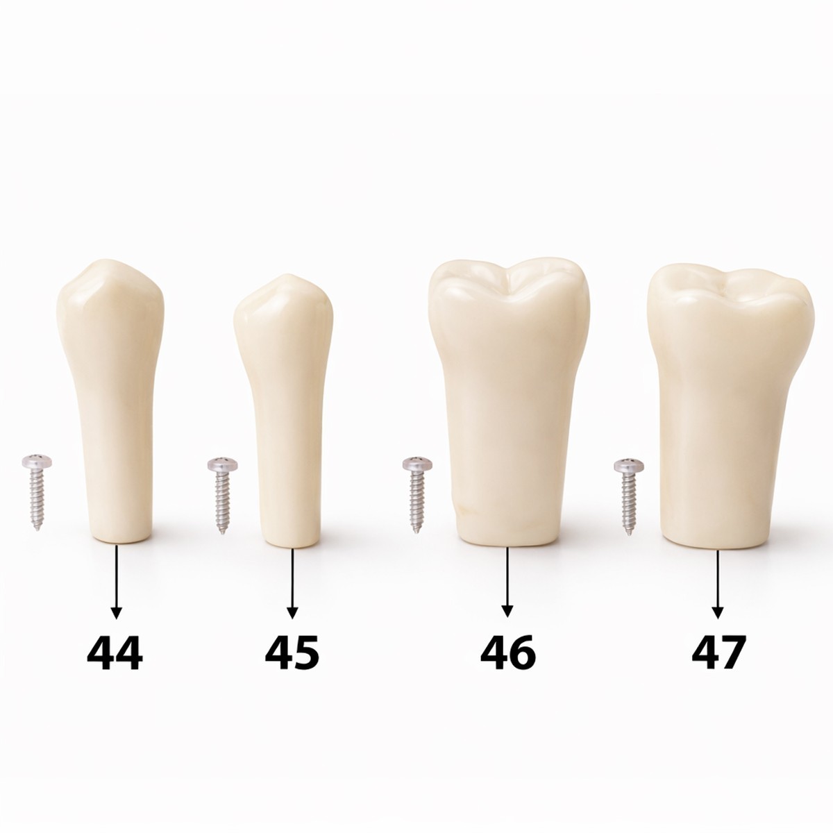 iDENTical Typodonts For Nissin Type Jaw Set TJMA09 – Individual