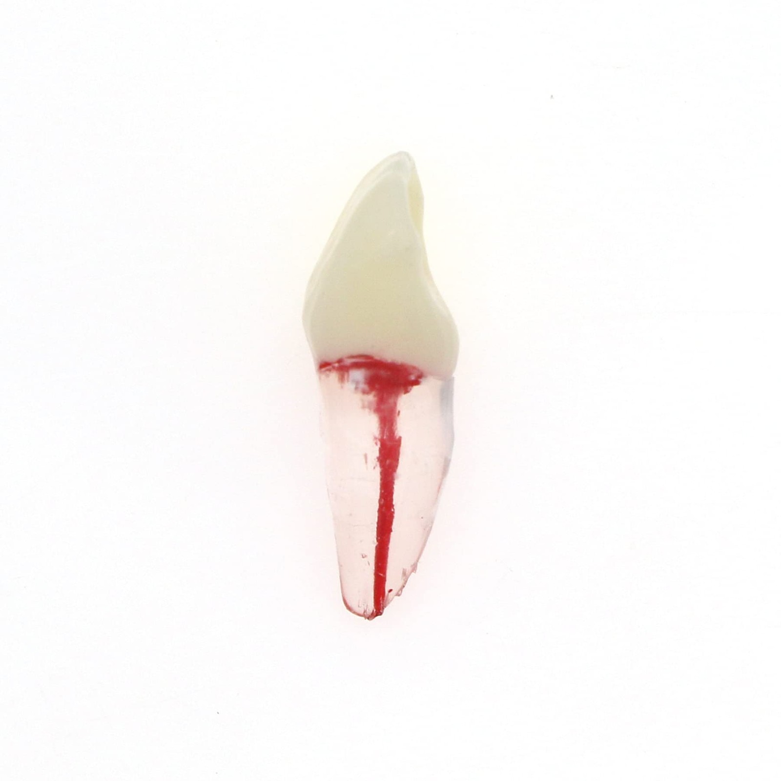 5Pcs Dental Root Canal Pulp Cavity Teeth Model Endodontic Practice RCT…