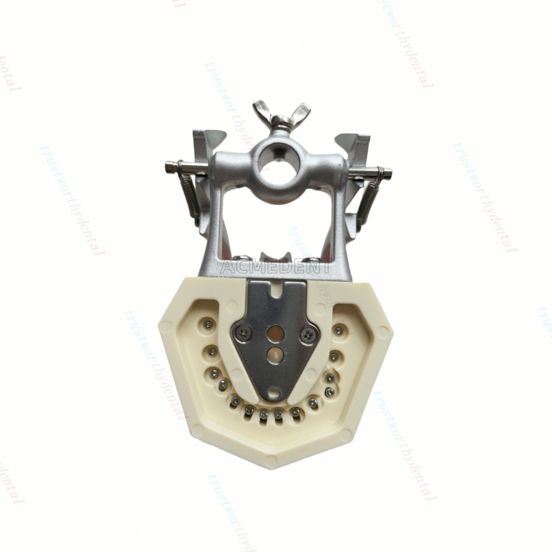 Dental Typodont Model with Removable Teeth M8011 DP 32 Demonstration Teach Study