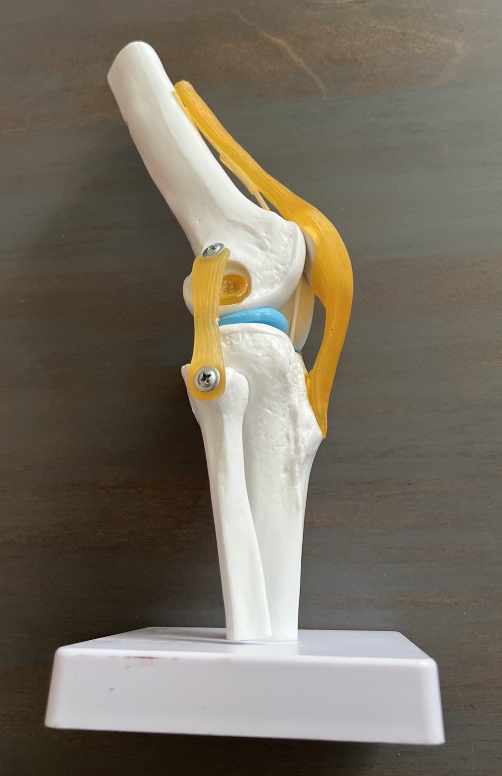 1:1 Life Size Knee Joint Anatomy Models Medical Anatomy Science Humans Skeleton