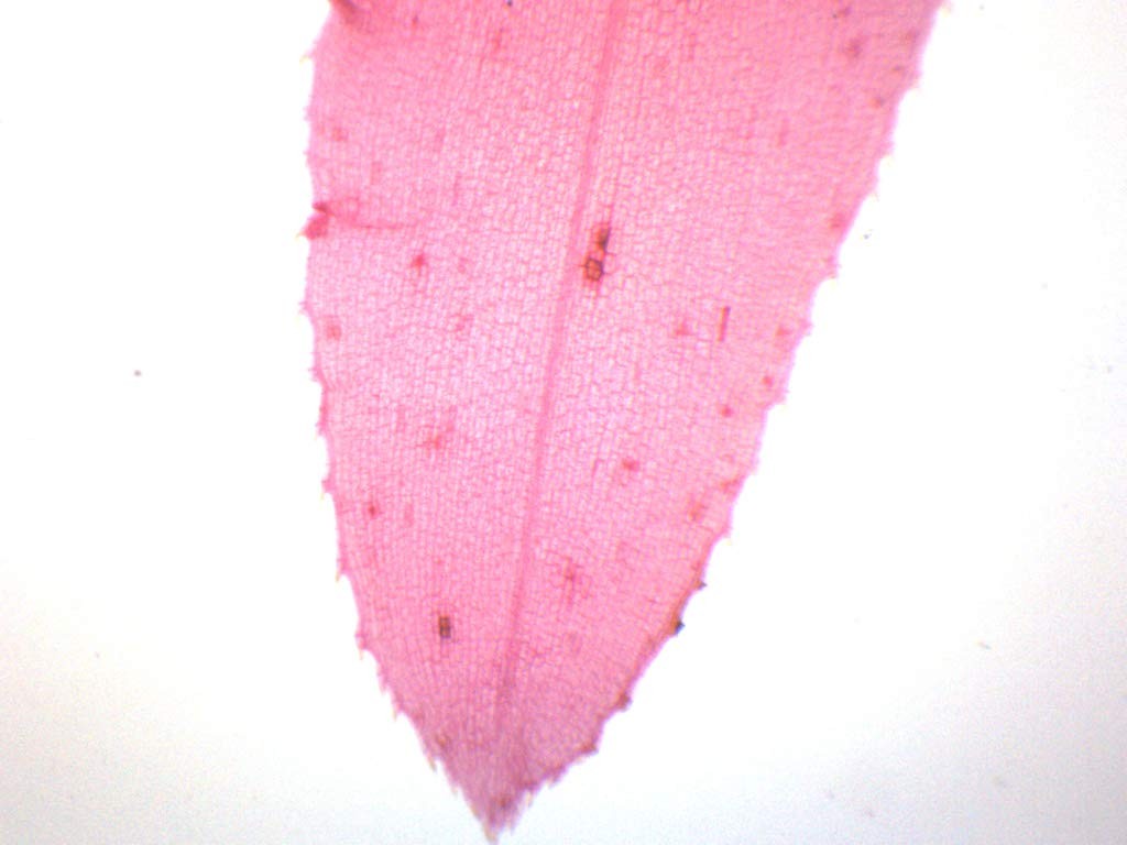 EISCO Elodea, Submerged Leaf – Prepared Microscope Slide Single Slide, Green