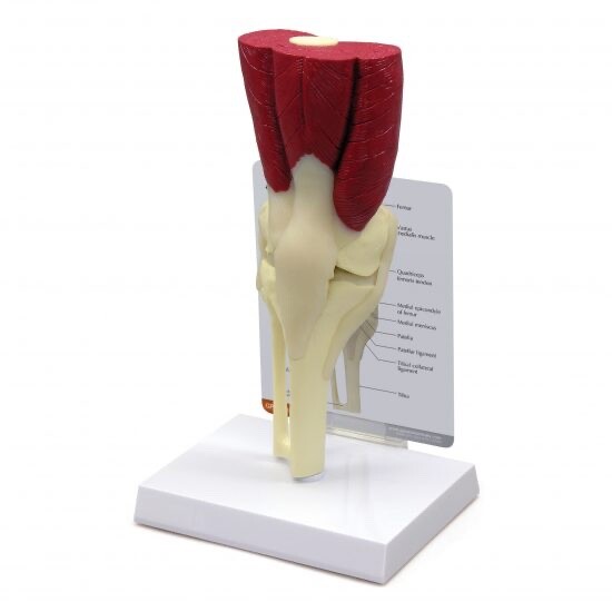 GPI Anatomical – #1060 – Muscled Knee Joint Anatomical model with Muscles