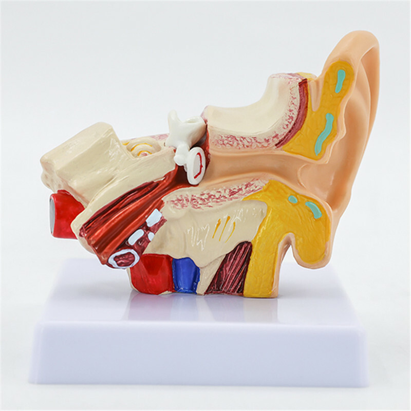 1.5 Times Life Size Human Ear Anatomy Model Organ Medical Teaching Supplies