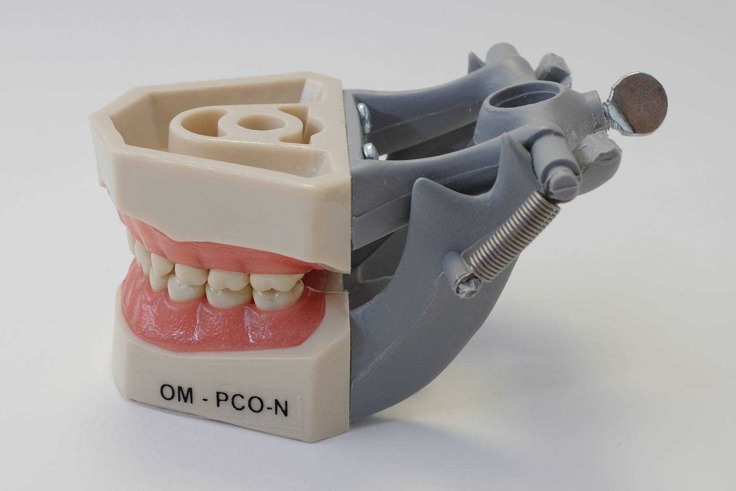 Dental Anatomy Typodont Educational Pediatric Kit Removable Teeth NBDE NERB ADEX