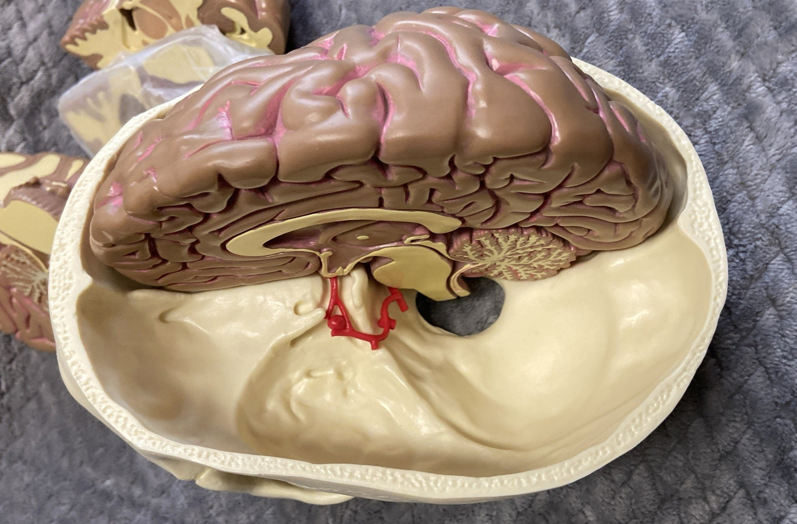 GPI 2900 Brain Model & Partial Skull Anatomical Model Home School Professional