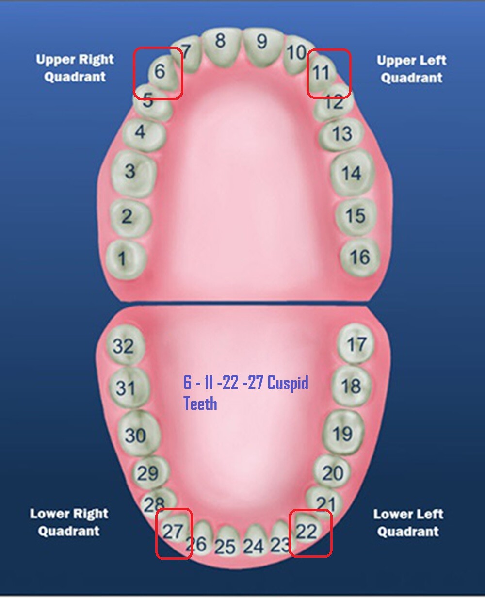 Dental Polycarbonate Temporary Preform Crowns Refills Set of 5 per Bag See Chart