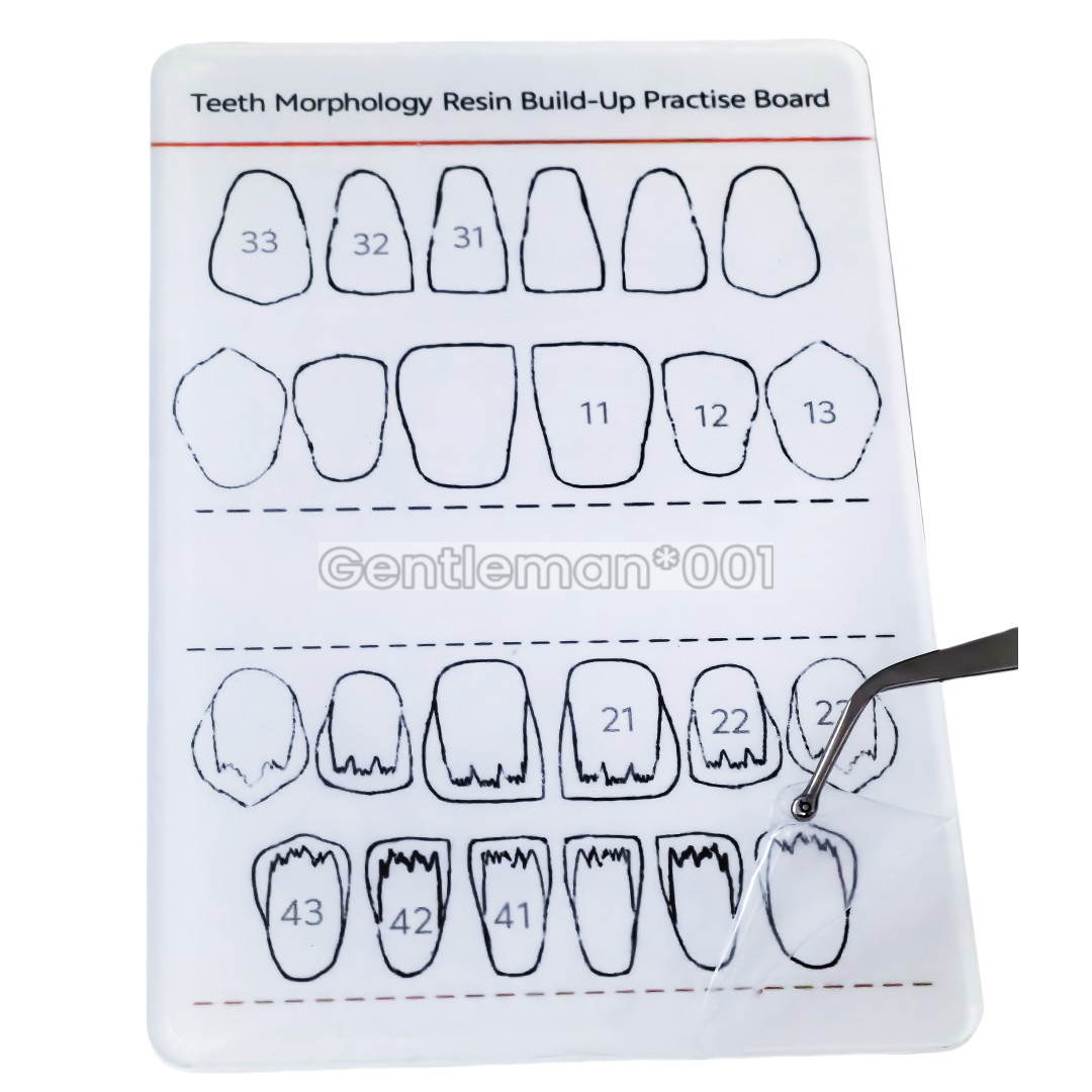 Dental Dentist Board Teeth Morphology Composite Build Up Practise Template Model