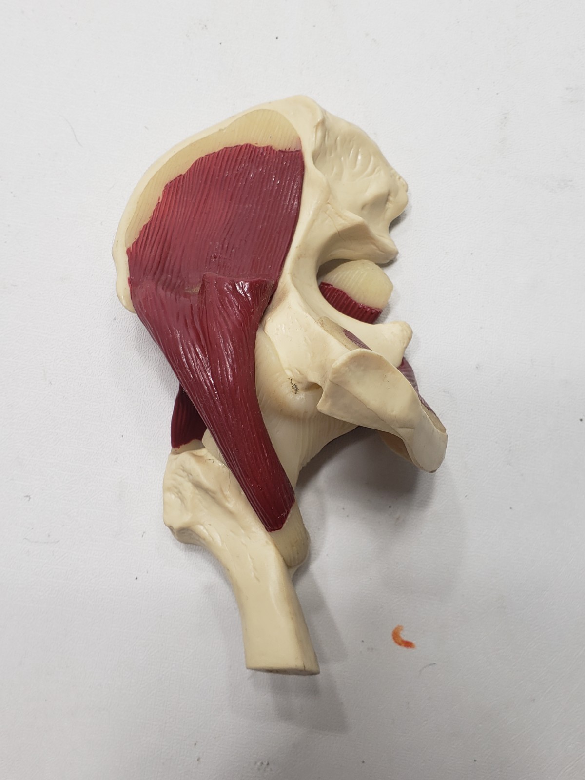 GPI Anatomical Mini Muscled Joint Set Model 1900 Hip Knee Elbow Shoulder