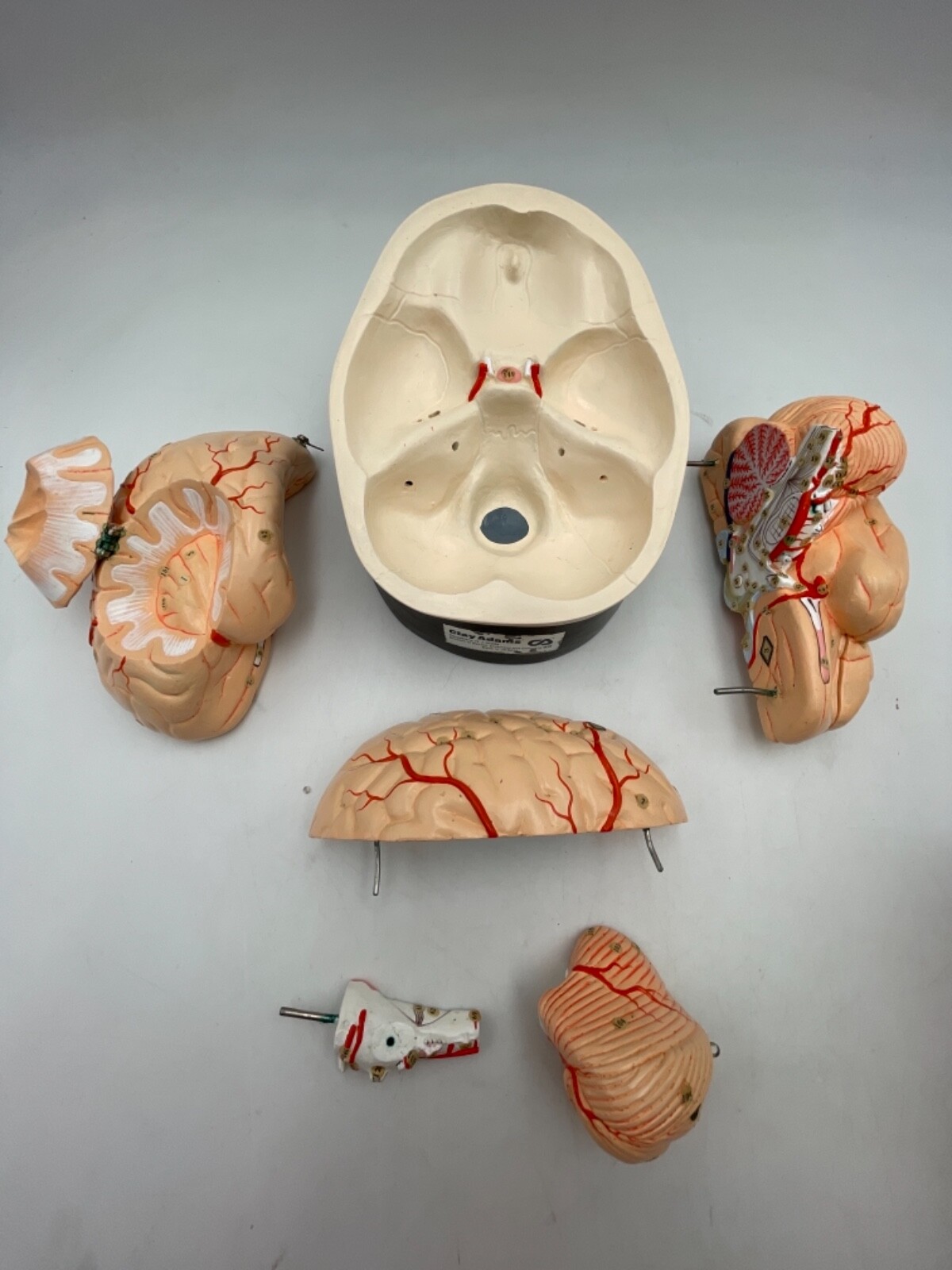 Clay Adams Vintage/Antique Brain Model Anatomical Model