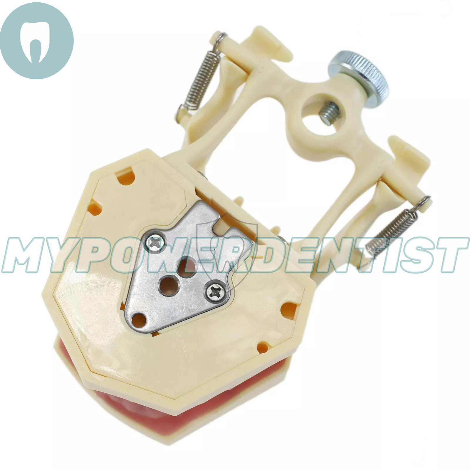Frasaco Ag3 Type Dental Restorative Typodont Model 32Pcs Removable Teeth M8014-2