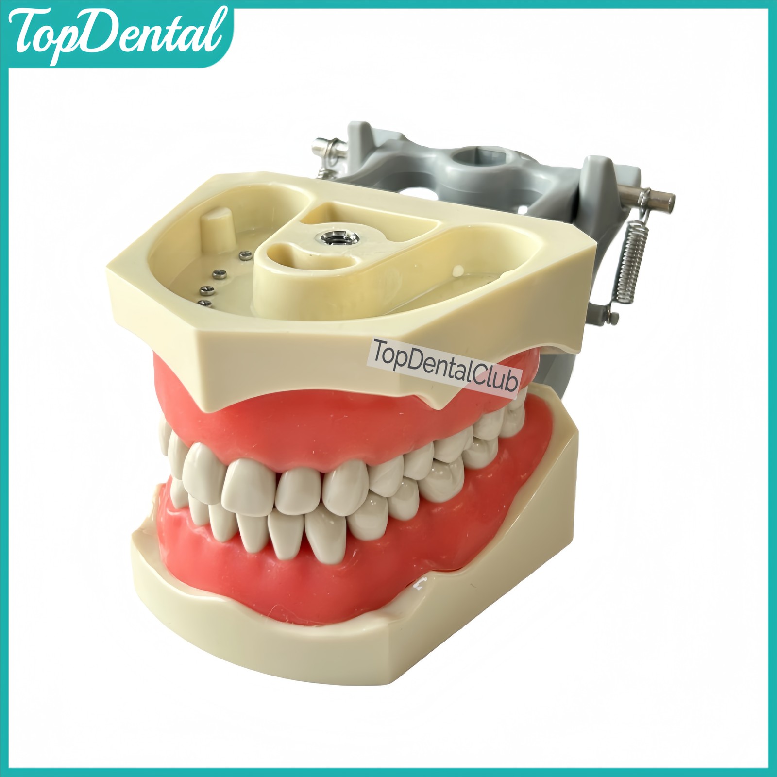 M8030 Dental 32Pcs Removable Teeth Typodont Model Gingiva Fits ADC Columbia 860