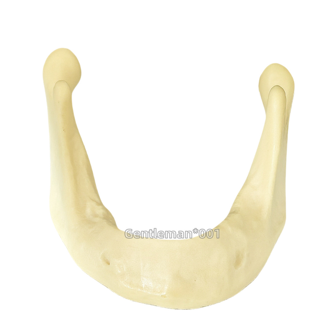 Dental Implant Mandible Jaw Model for Basic Drilling Insertion Practice M2022