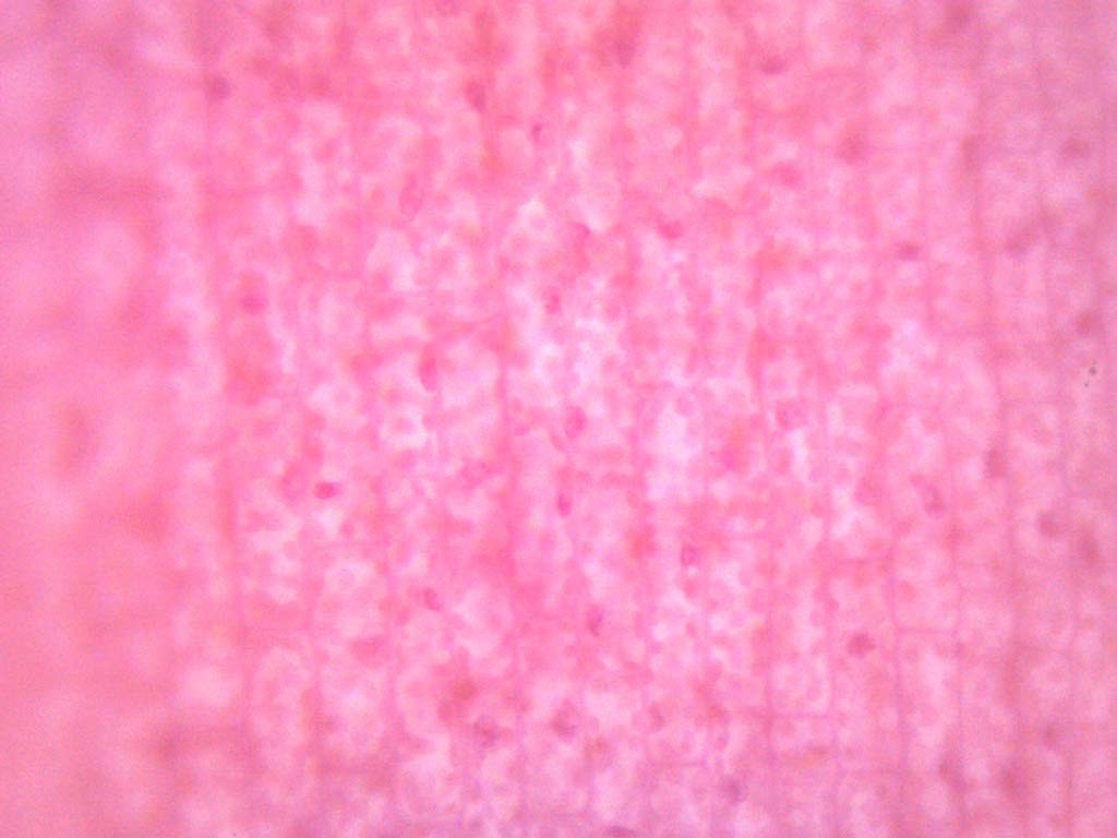 EISCO Elodea, Submerged Leaf – Prepared Microscope Slide Single Slide, Green