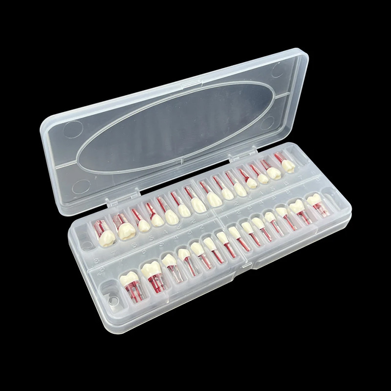 Dental Endodontic Teeth Model 28Pcs Endo RCT Practice Pulp Blocks