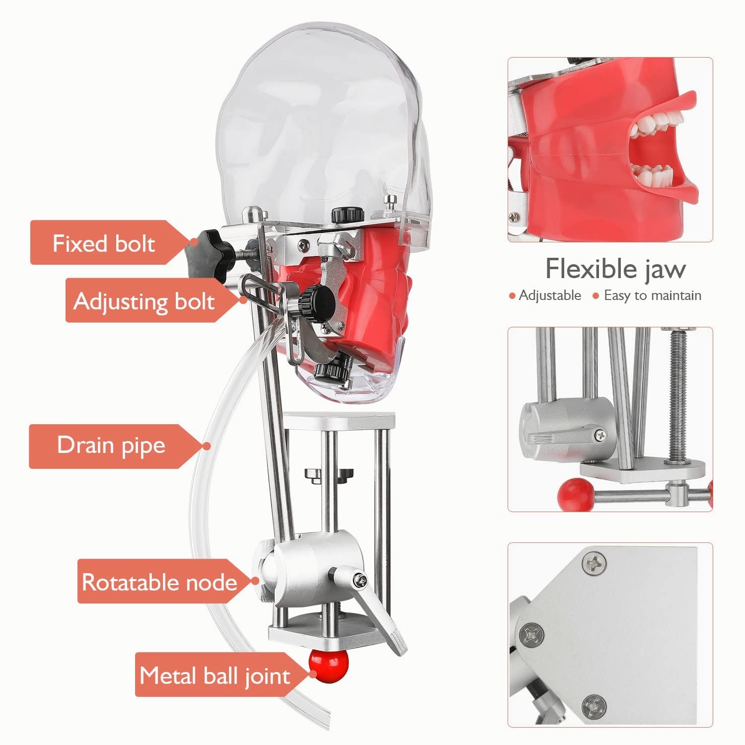 faruijie Dental Simulator Mannequin Head – Typodont Teeth Model Fixed on Desk