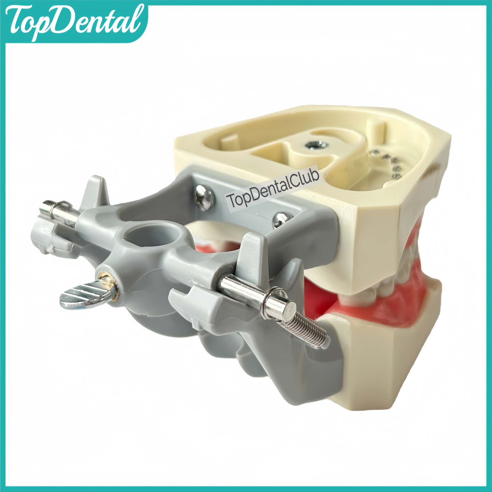 M8030 Dental 32Pcs Removable Teeth Typodont Model Gingiva Fits ADC Columbia 860