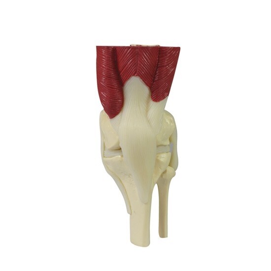 GPI Anatomical 1900 Mini-Muscled Joint Set Model Knee Shoulder Hip Elbow Muscles
