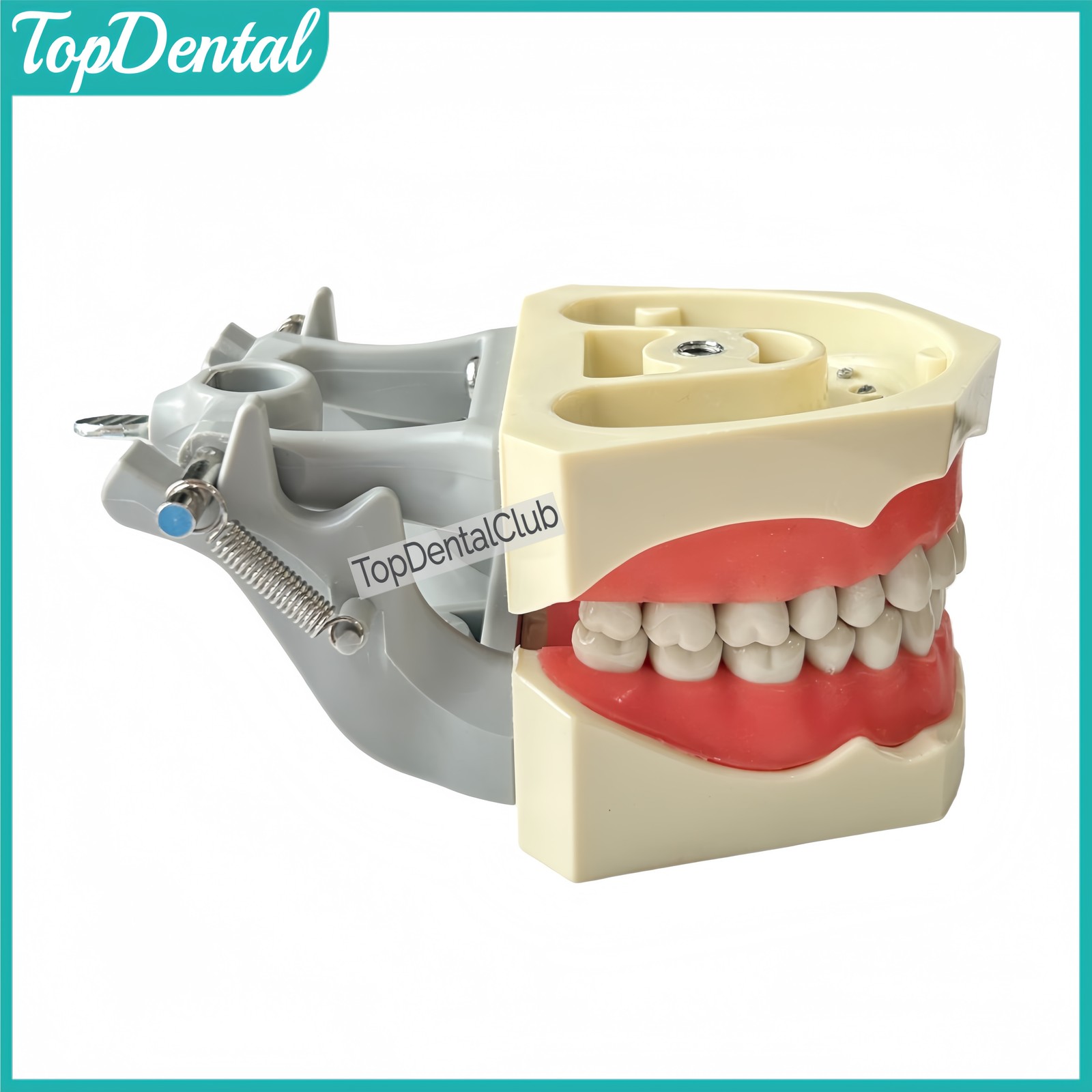 M8030 Dental 32Pcs Removable Teeth Typodont Model Gingiva Fits ADC Columbia 860