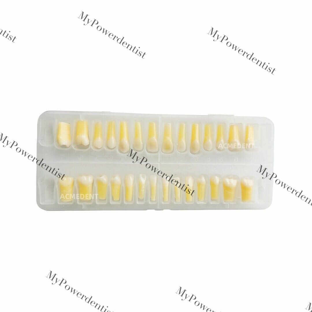 Dental Model DP Articulator Typodont Removable Teeth Kilgore NISSIN Style Study