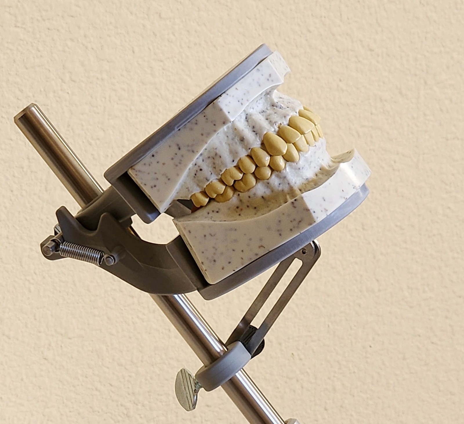 Dental Teeth X-Ray Model Practice Exam Simulator Training Phantom 32 Teeth