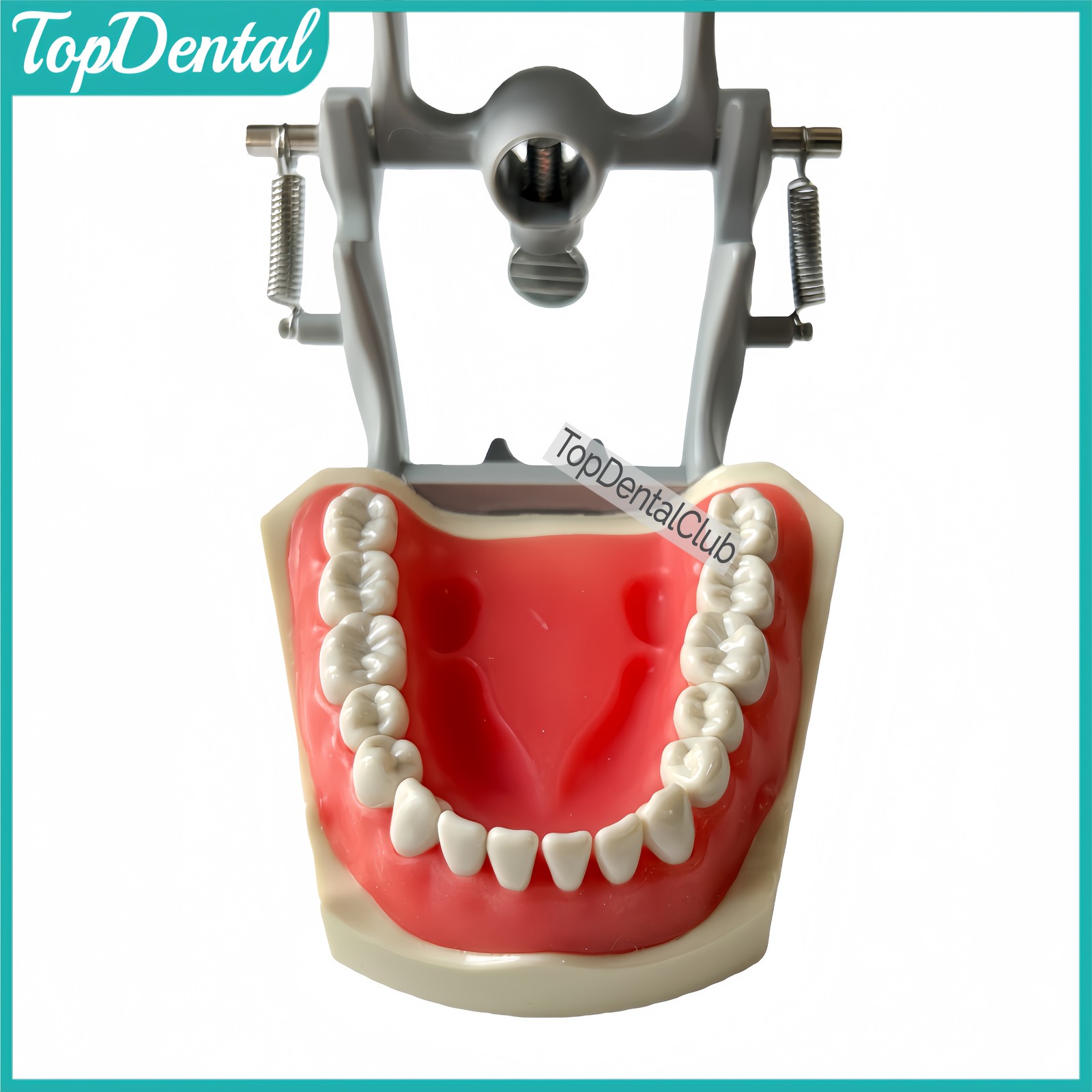 M8030 Dental 32Pcs Removable Teeth Typodont Model Gingiva Fits ADC Columbia 860