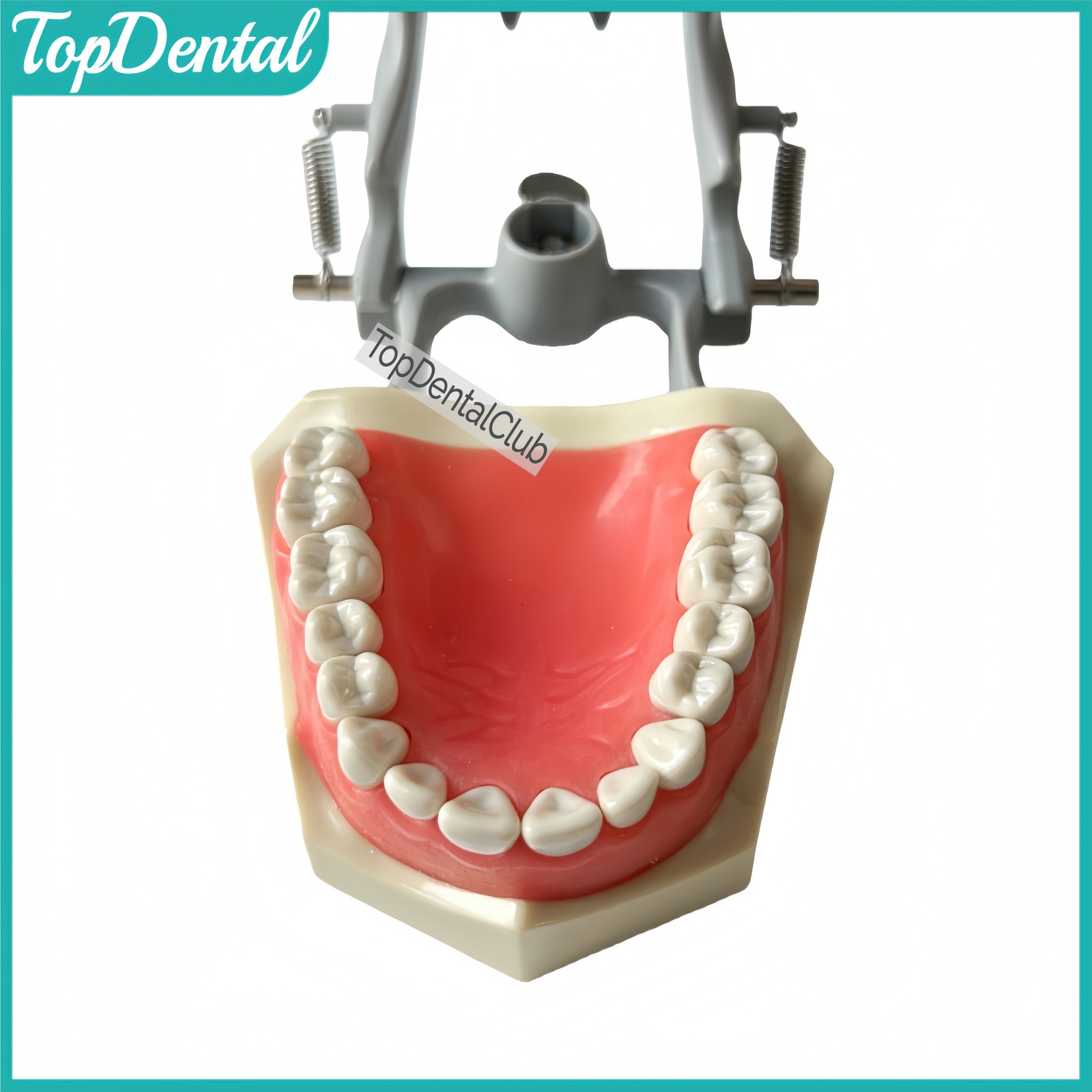 M8030 Dental 32Pcs Removable Teeth Typodont Model Gingiva Fits ADC Columbia 860