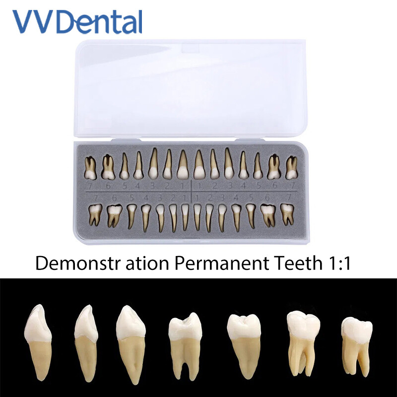 Dental Plastic Teeth Highly Reproducible Carton 1: 1 Permanent Teeth Demonstra
