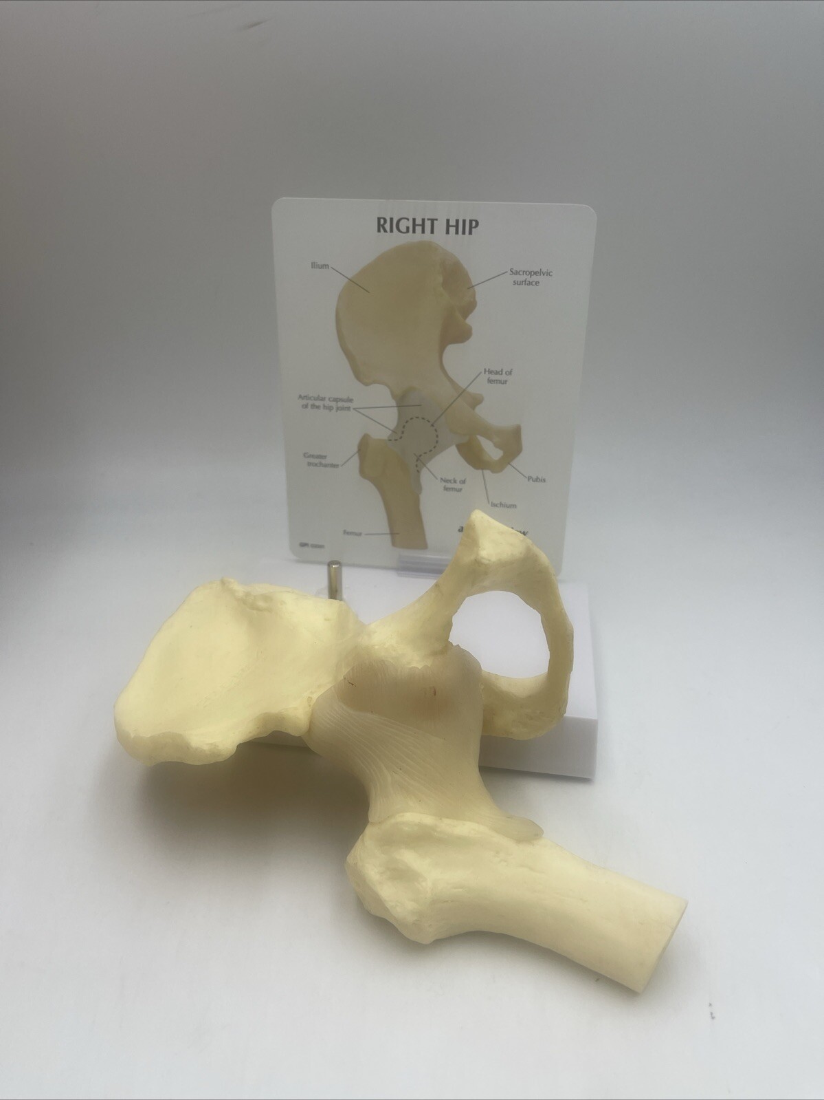 GPI Flexible Hip Model – Model #1260 Anatomical Model