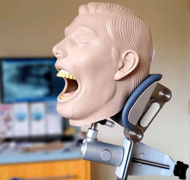 Dental Teeth X-Ray MANIKIN Practice Exam Adult Simulator Training Phantom