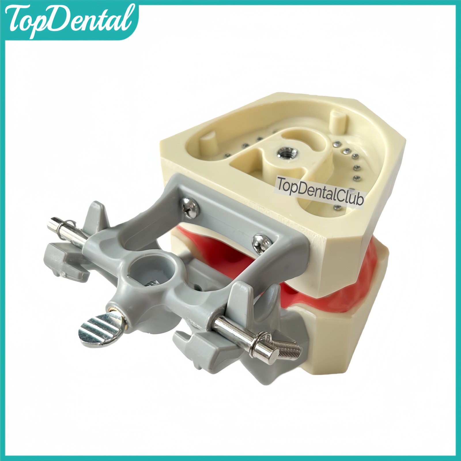 M8030 Dental 32Pcs Removable Teeth Typodont Model Gingiva Fits ADC Columbia 860