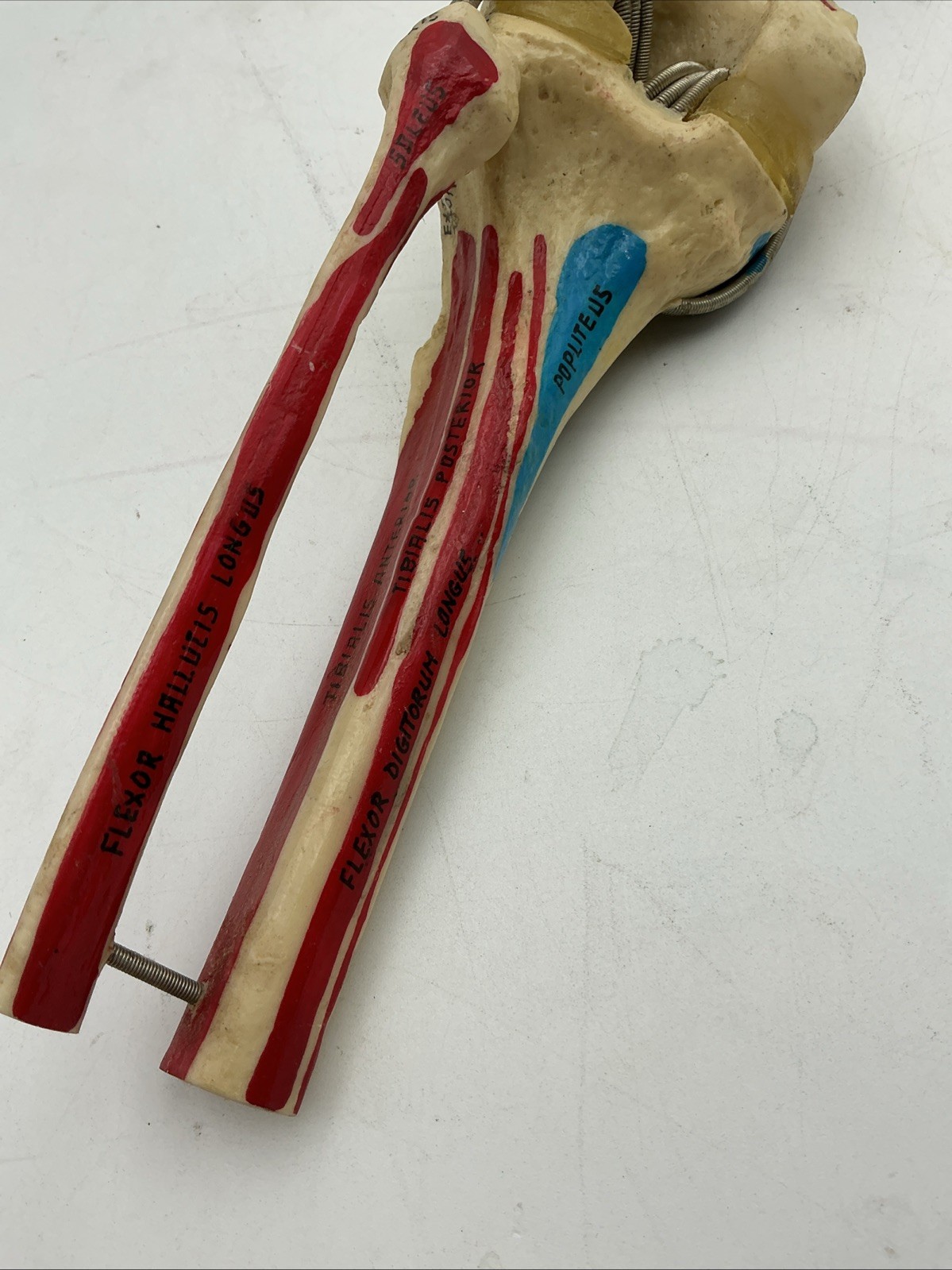 Medical Plastics Laboratory Functional Knee Joint Model with Muscle Attachments