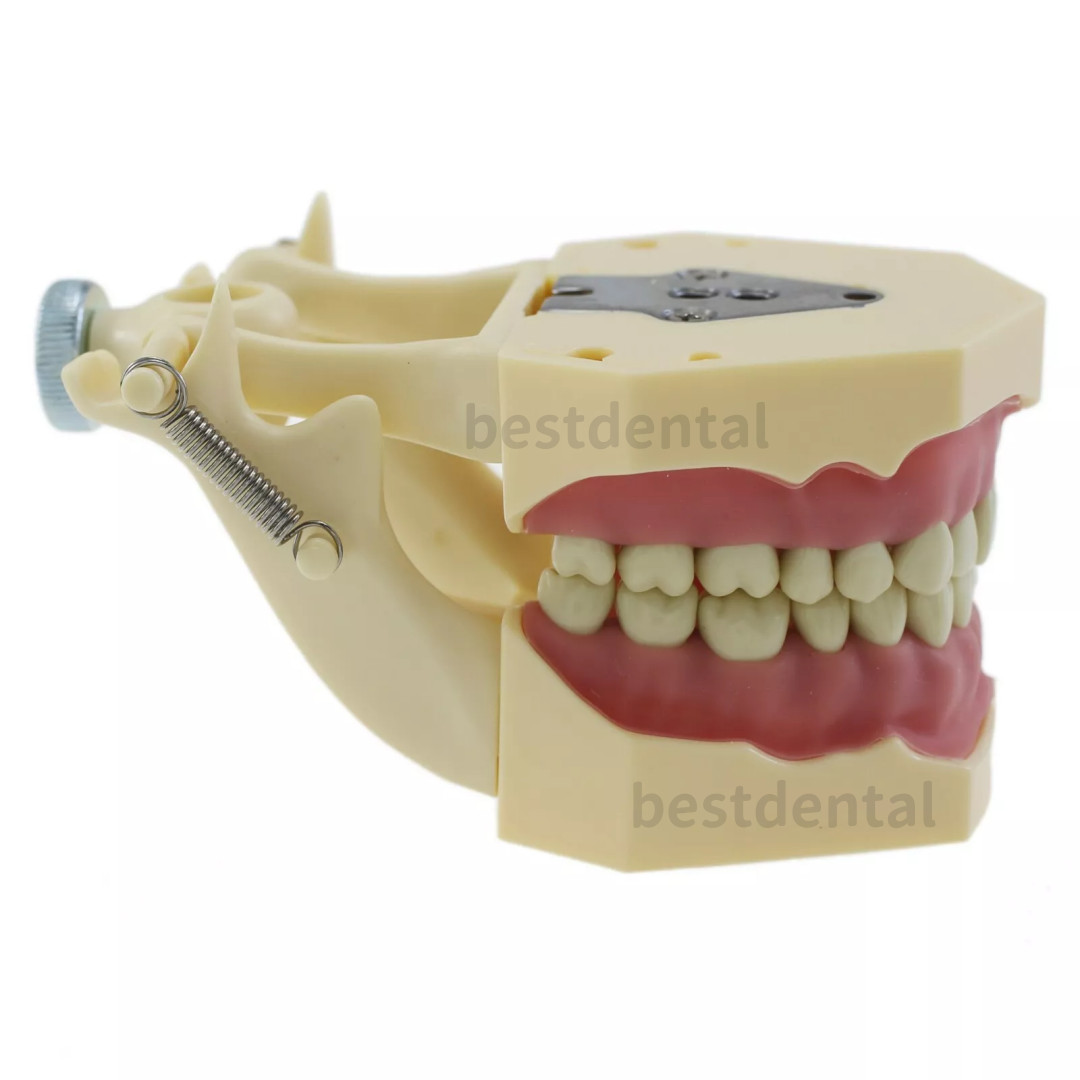 Dental Frasaco AG3 Type Restorative Typodont Model 32pc Marked Teeth M8014-2