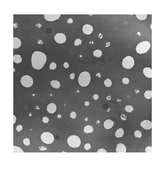 (2) EMS Holey Carbon Film on 3.05mm OD Specimen Grid 80010
