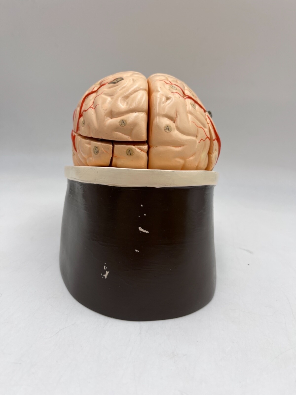 Clay Adams Vintage/Antique Brain Model Anatomical Model