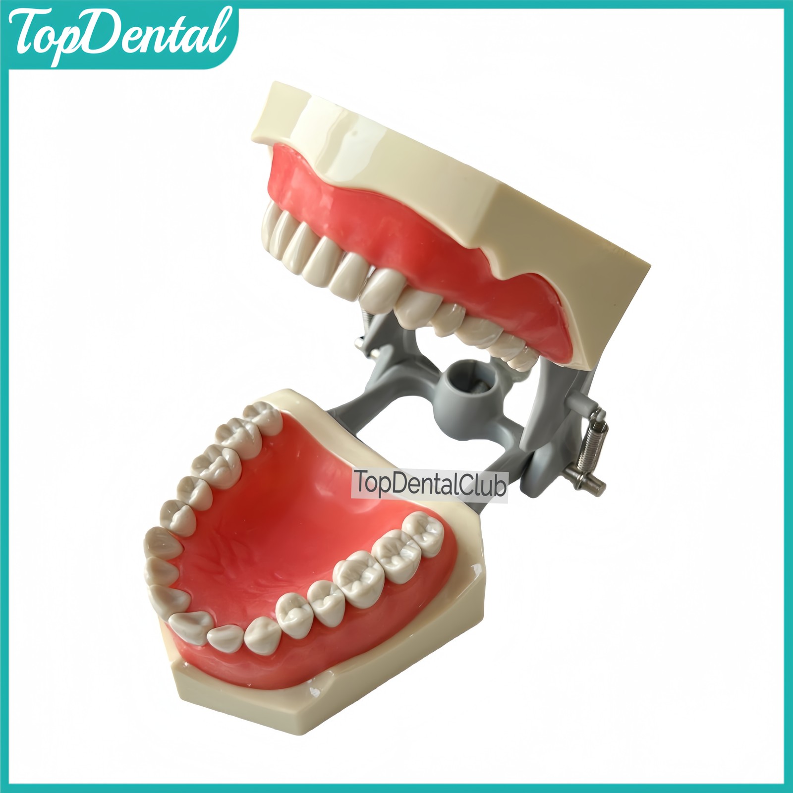 M8030 Dental 32Pcs Removable Teeth Typodont Model Gingiva Fits ADC Columbia 860