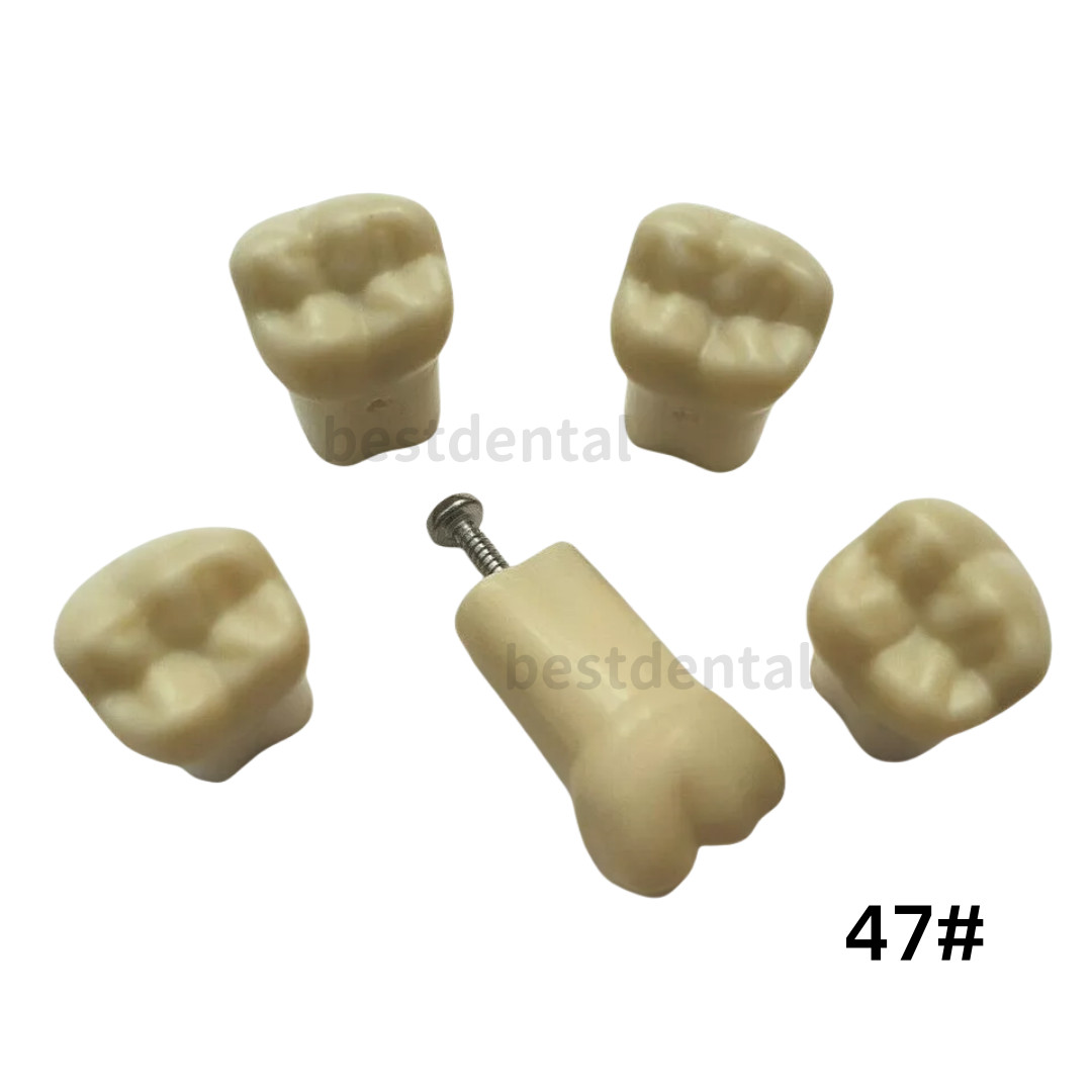Dental Frasaco AG3 Type Restorative Typodont Model 32pc Marked Teeth M8014-2