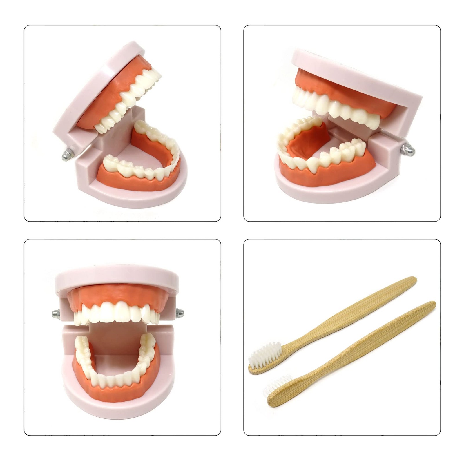 Honbay 1PCS Plastic Standard Teeth Model Adult Mouth Dental Skin Color