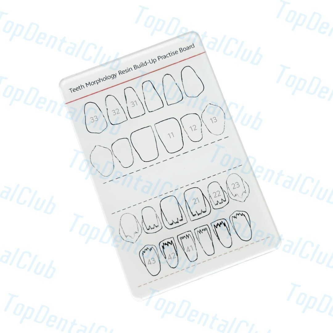 Dental Teeth Morphology Resin Build-Up Practise Board Composite Resin Filling