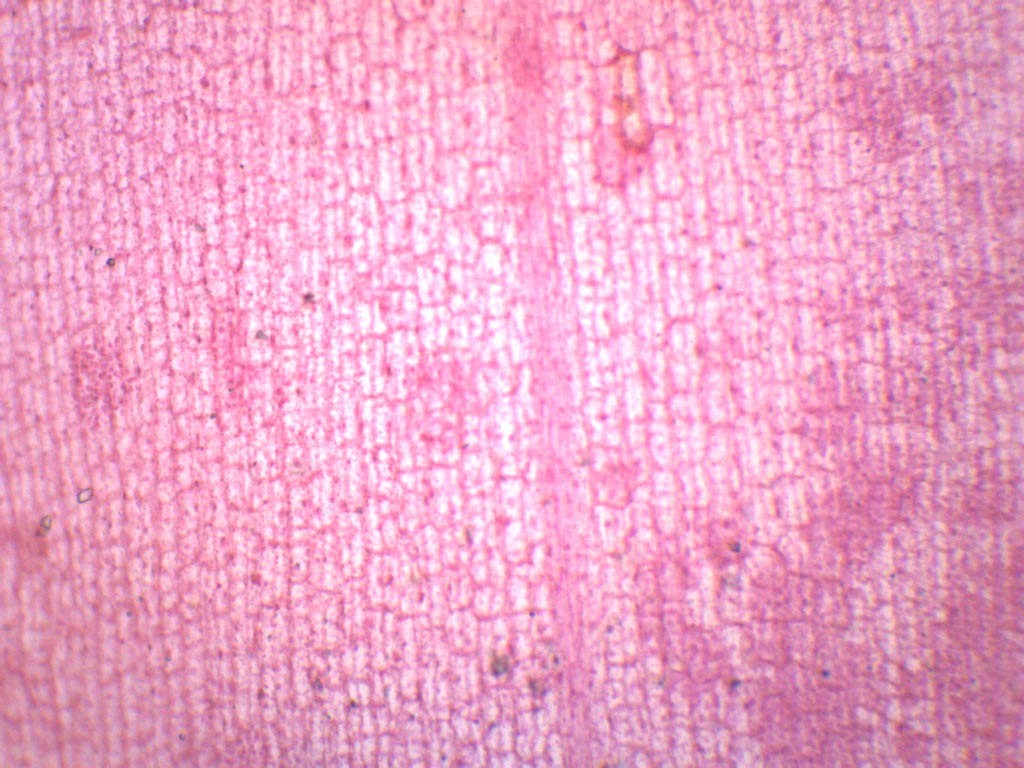 EISCO Elodea, Submerged Leaf – Prepared Microscope Slide Single Slide, Green