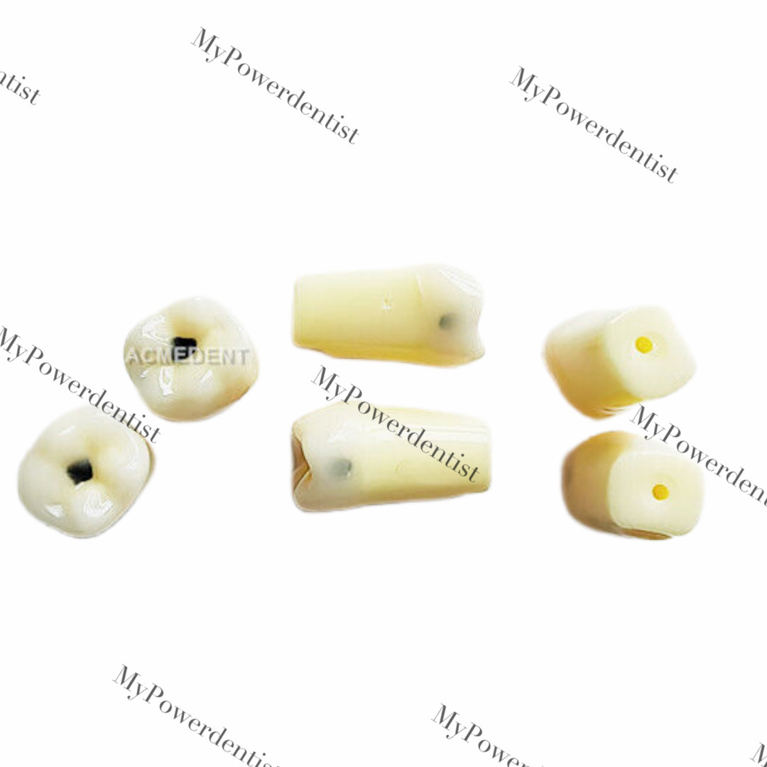 Dental Model DP Articulator Typodont Removable Teeth Kilgore NISSIN Style Study