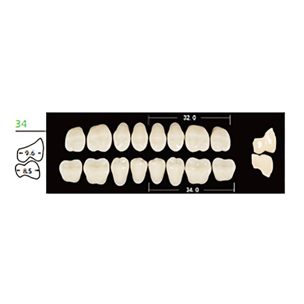 Dental Synthetic Polymer Resin False Teeth Denture Posteriors 28° 34L Lower A4