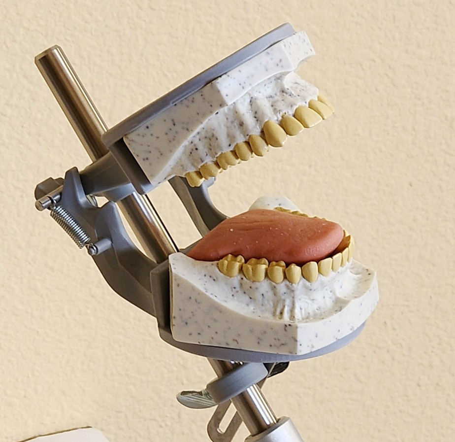 Dental Teeth X-Ray Model Practice Exam Simulator Training Phantom 32 Teeth